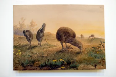 Kiwi Mantells, 1852